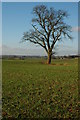 SO7047 : Tree in a field of winter cereal by Philip Halling