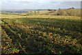 Viewed to the Suckley Hills