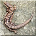 NS3878 : Common Lizard (Zootoca vivipara) by Lairich Rig