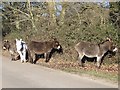 Donkeys near Hyde