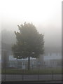 Tree in the Mist