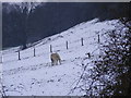 Snowy Field