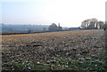 Field of sweetcorn stubble