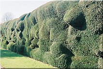 ST5017 : Montacute: haphazard hedging by Chris Downer