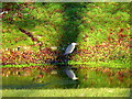 NH7388 : Stalking heron, Skibo Castle grounds by sylvia duckworth