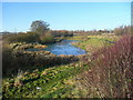 Wildlife pond