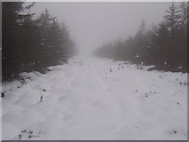 NY5882 : snow covered forest firebreak by David Liddle