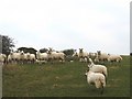 SH3894 : Sheep at Llanlleiana by Eric Jones