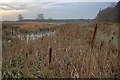 Pond with Bulrushes, west Carr Plantation