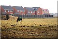 Horse grazing on the edge of Ancaster