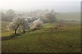 Trees above Cwminkin