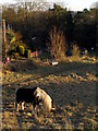 Tethered horse, Shawford Down