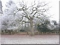 Frosted tree