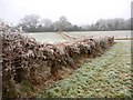 SU8334 : Frosty hedge by footpath by Shazz