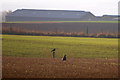 Buzzard and Crow near Over Bow Farm