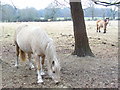 Grazing near Waterloo Farm