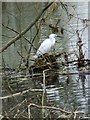 Little Egret (Egretta garzetta), Wimborne