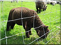Coloured Ryeland Lamb, Rice Lane City Farm