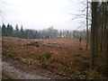 Clearfelling operations on the side of the Wrekin