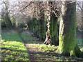 Avenue of trees on Windmill Hill