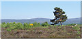 The loneliness of Culloden