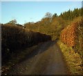 Sunlit Track