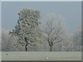 Frosted trees at Five Acres campus 4