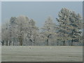 Frosted trees at Five Acres campus 5