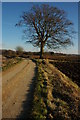 Tree beside farm drive