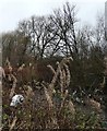 Weeds and a Plastic Bag