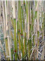 Miscanthus x giganteus stems in close up