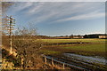 Swirl wood from the disused railway