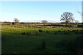 Marshy Fields near Yetminster