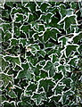 Ivy leaves in the frost