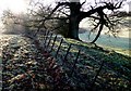 Field Boundary Fence near Dogbury Gate