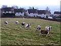 Jacob Sheep and 1950s council houses, Heddon on the Wall