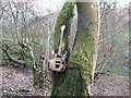 Guitar on a tree