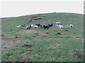 NU0920 : Sheep grazing near Harehope by ian shiell