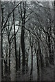 Hoar frost on trees near the Cotswold Way