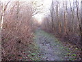 Footpath north through Poling Copse