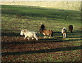 2009 : Ponies in a field, Doncombe Lane