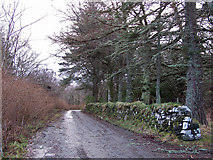 NG2449 : Road through Dunvegan estate by Richard Dorrell