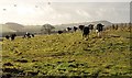 Cattle near Wallaford Cross