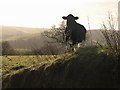 Cow near Wallaford Cross