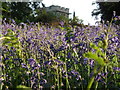 Bluebells at Pamphill Church