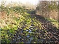 Manor Park Toton muddy path