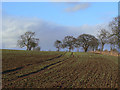 Trees and field