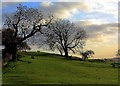 Trees near West Harlsey