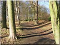 Woodland Path - Roundhay Park, Wetherby Road