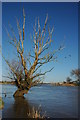 Dead tree and a pair of cormorants